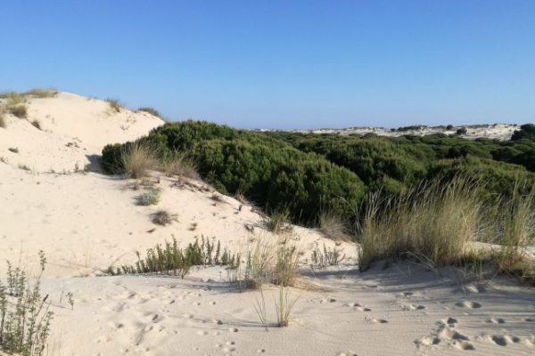 Excursión Doñana